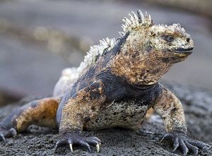 Sombero Chino, Galapagos 111.jpg